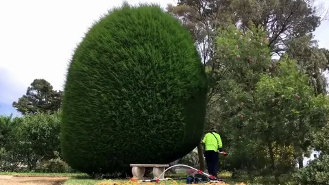 أفضل عامل قص شجر في الكويت